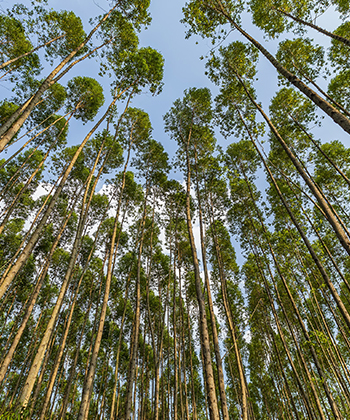 Reforestadora Cumare SAS, San Martín, Meta, Colombia