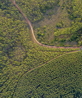 Reforestadora Cumare SAS, San Martín, Meta, Colombia