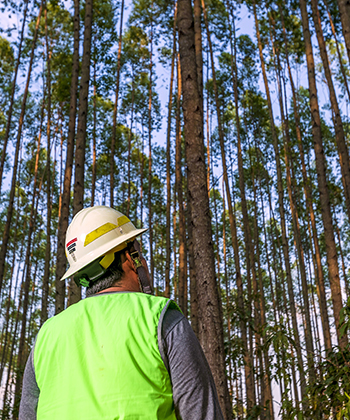 Reforestadora Cumare SAS, San Martín, Meta, Colombia