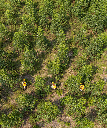 Reforestadora Cumare SAS San Martín, Meta
